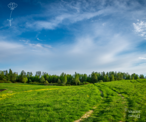 photo d'un champs avec un bois au fond et ciel bleu avec quelques nuages blancs